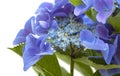 Blue Hydrangea isolated Royalty Free Stock Photo