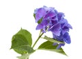 Blue Hydrangea isolated Royalty Free Stock Photo