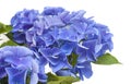 Blue Hydrangea isolated Royalty Free Stock Photo