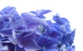 Blue Hydrangea isolated Royalty Free Stock Photo