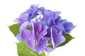 Blue Hydrangea isolated Royalty Free Stock Photo