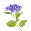 Blue Hydrangea isolated Royalty Free Stock Photo