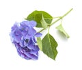 Blue Hydrangea isolated Royalty Free Stock Photo