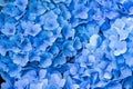 Blue hydrangea large flower head petals close-up