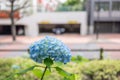 Blue Hydrangea Macrophylla or Bigleaf Hydrangea Flower Growing in Japan. Bortensia Royalty Free Stock Photo