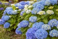 Blue hydrangea macrophylla or hortensia flowers and yellow buds