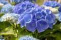 Blue hydrangea macrophylla or hortensia flower head closeup
