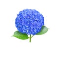 Blue hydrangea macrophylla or hortensia flower head closeup isolated on white. Transparent png additional format Royalty Free Stock Photo