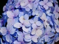 Blue Hydrangea mophead flowers closeup Royalty Free Stock Photo