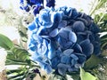 Blue hydrangea bouquet close-up view. Royalty Free Stock Photo