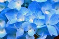 Blue Hydrangea