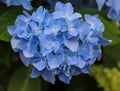 blue hydrangeas Royalty Free Stock Photo