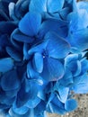 Blue hydrangeas in close up view.Marco photo.