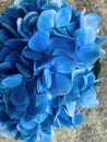 Blue hydrangeas in close up view.Marco photo.