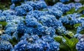 Blue Hydrangeas