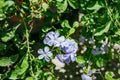 Blue ice bluster flower with green leaf