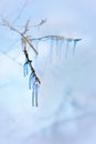 Blue icicles in tree