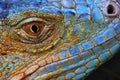 Blue iguana Royalty Free Stock Photo