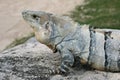 Blue Iguana Royalty Free Stock Photo