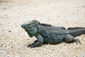 Blue iguana Royalty Free Stock Photo