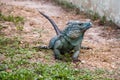 Blue iguana Royalty Free Stock Photo