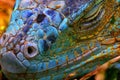 Blue Iguana Royalty Free Stock Photo