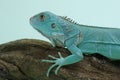 A blue iguana is basking on a tree branch. Royalty Free Stock Photo