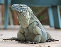 Blue Iguana Cayman Islands