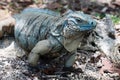 Blue Iguana Cayman Islands Royalty Free Stock Photo