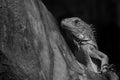 Blue iguana Royalty Free Stock Photo