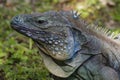 Blue Iguana Close-up Royalty Free Stock Photo