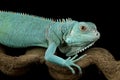 Blue Iguana closeup on branch with black backgrond Royalty Free Stock Photo