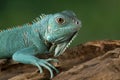 Blue Iguana closeup on wood Royalty Free Stock Photo