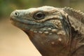 Blue iguana (Cyclura lewisi) Royalty Free Stock Photo