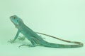 A blue iguana with an elegant pose. Royalty Free Stock Photo