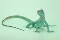 A blue iguana with an elegant pose. Royalty Free Stock Photo