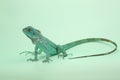 A blue iguana with an elegant pose. Royalty Free Stock Photo