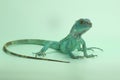 A blue iguana with an elegant pose. Royalty Free Stock Photo