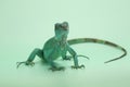 A blue iguana with an elegant pose. Royalty Free Stock Photo