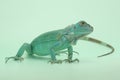 A blue iguana with an elegant pose. Royalty Free Stock Photo