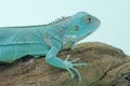 A blue iguana with an elegant pose. Royalty Free Stock Photo