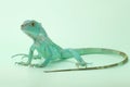 A blue iguana with an elegant pose. Royalty Free Stock Photo