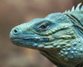 Blue Iguana profile closeup Royalty Free Stock Photo