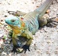 Blue iguana Grand Cayman endemic to the Cayman Islands