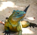 Blue iguana Grand Cayman endemic to the Cayman Islands