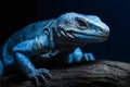 Blue iguana isolated on black background,  Close up,  Studio shot Royalty Free Stock Photo