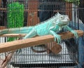 Blue iguana lizard nature Indonesia Royalty Free Stock Photo