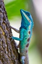 Blue iguana in the nature Royalty Free Stock Photo