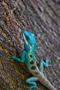 Blue iguana in the nature Royalty Free Stock Photo