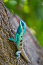 Blue iguana in the nature Royalty Free Stock Photo